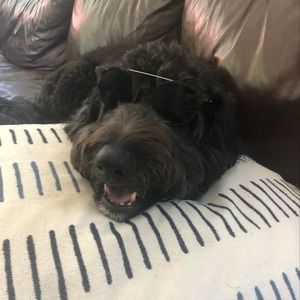 Meet your Posher, Joy